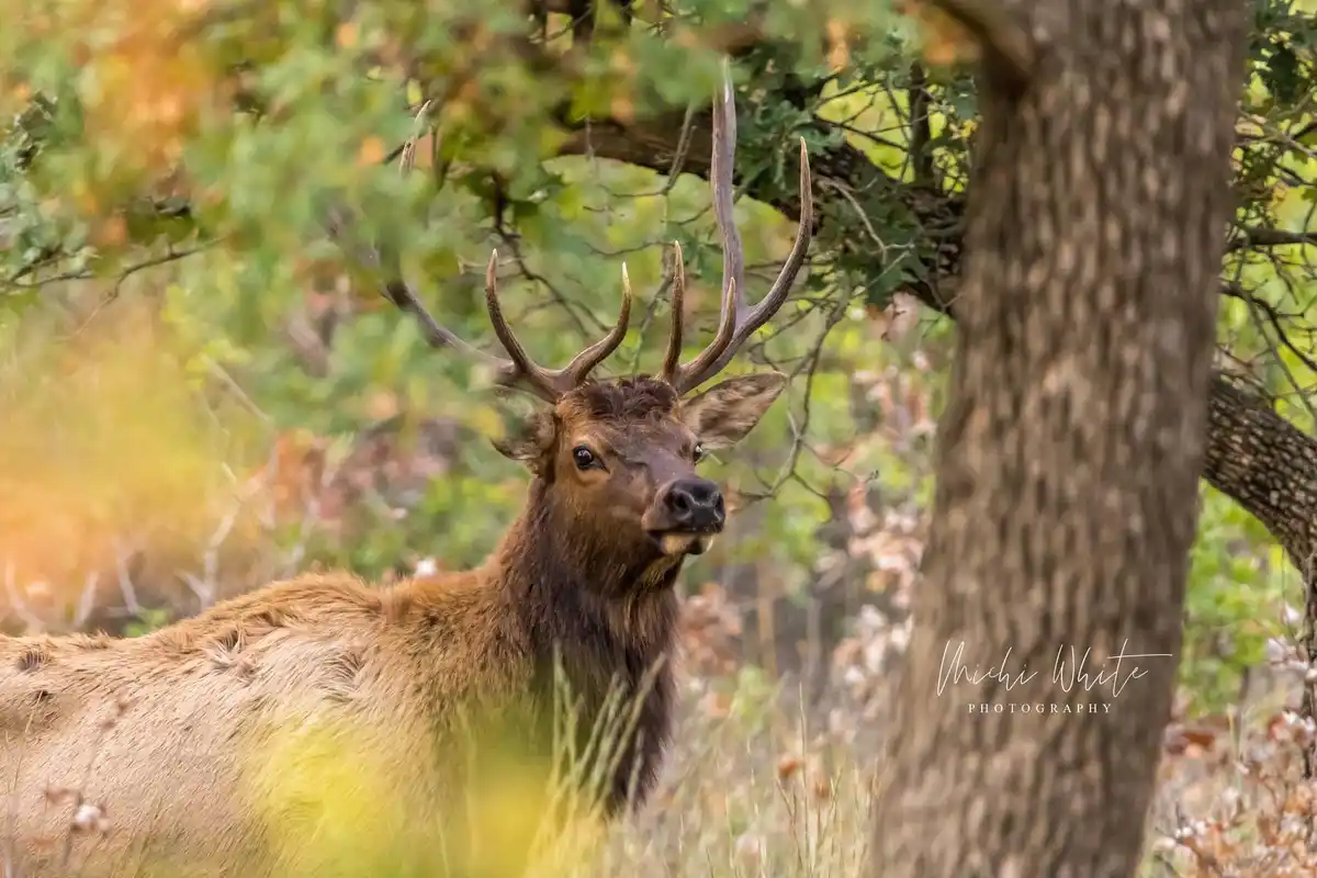 Majestic Elk: Nature's Grace in Action