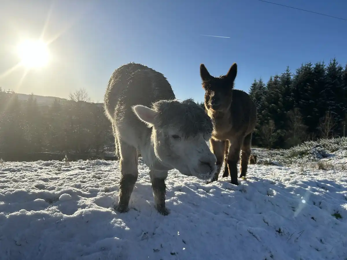 A sheep and an alpaca stand together in a snowy field under a bright sun, with trees in the background. The sheep is in the…