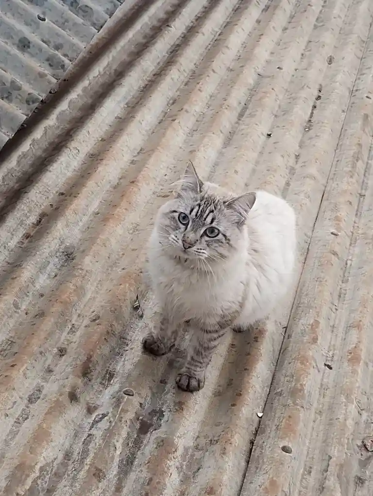 This cat is my neighbor and my buddy. He always comes over to play with my cucky. It's hilarious!