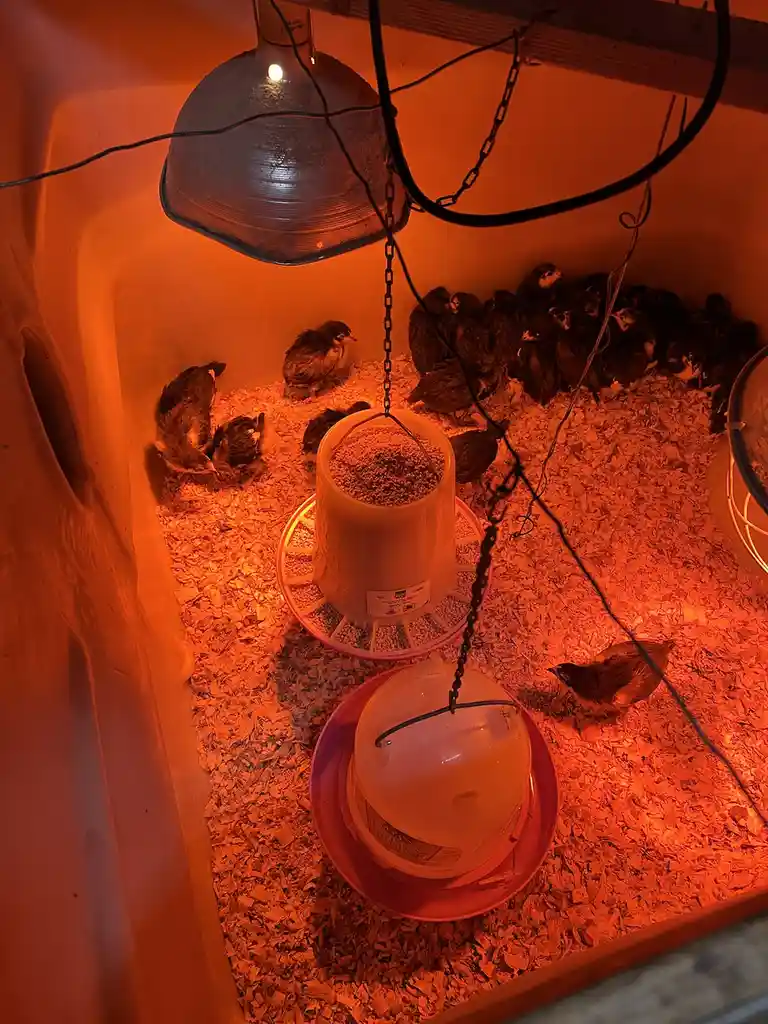 A photo shows numerous small chicks huddled together under a red-orange heat lamp inside a brooder, with a hanging feeder…