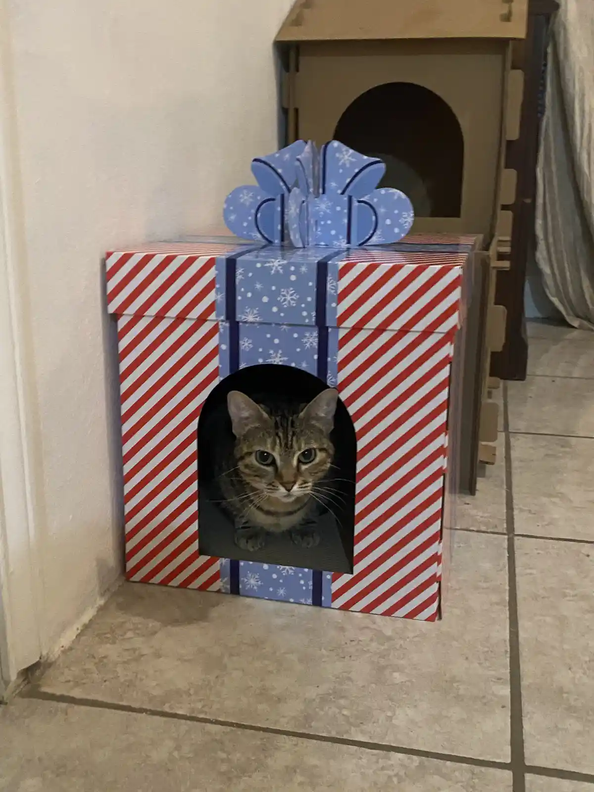 A tabby cat with green eyes peers out from an arched opening in a large, decorative gift box wrapped in red and white…