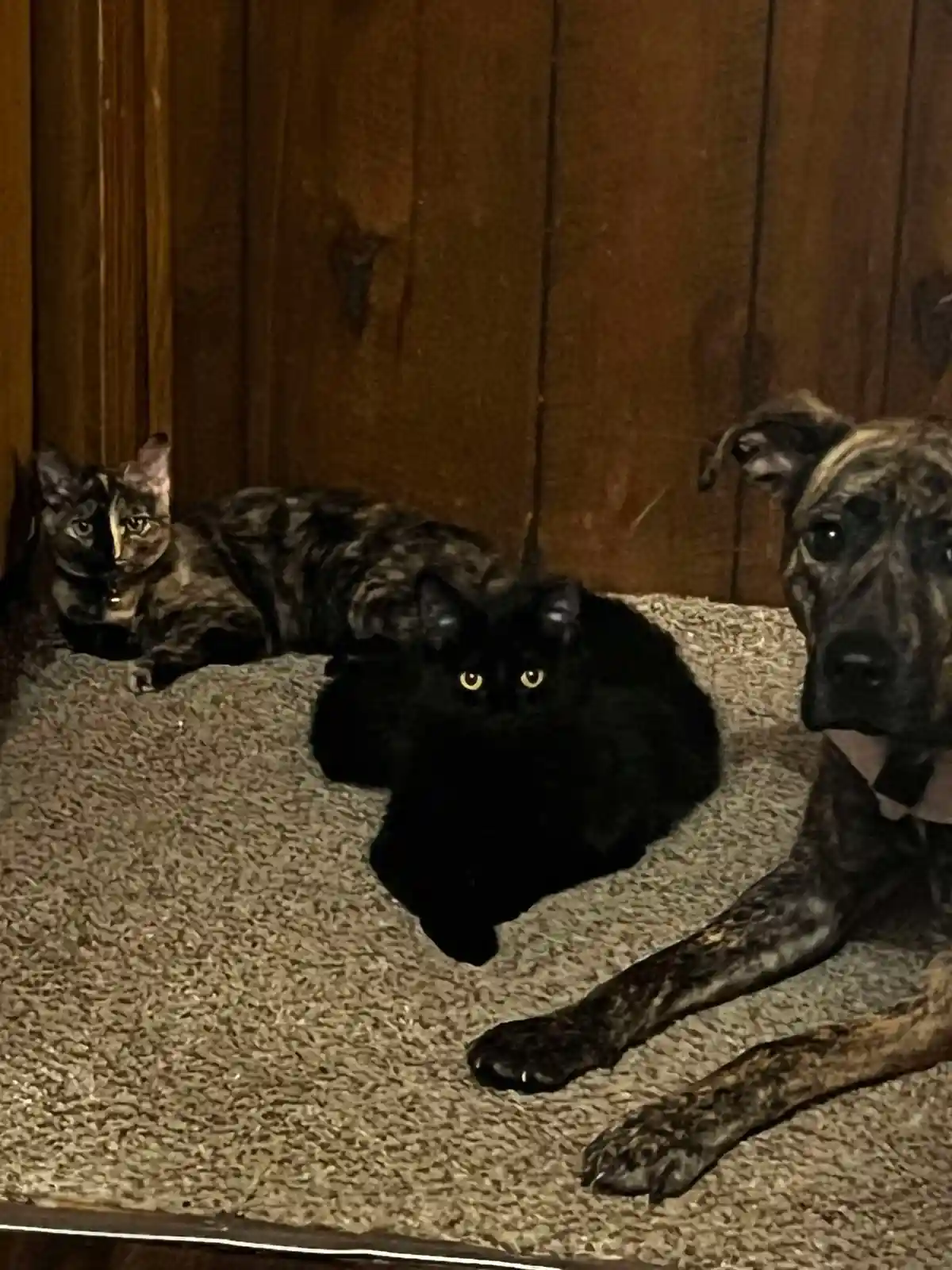 Three pets—a tortoiseshell cat, a black cat, and a brindle dog—are lying on a carpeted floor in front of a wooden wall, all…