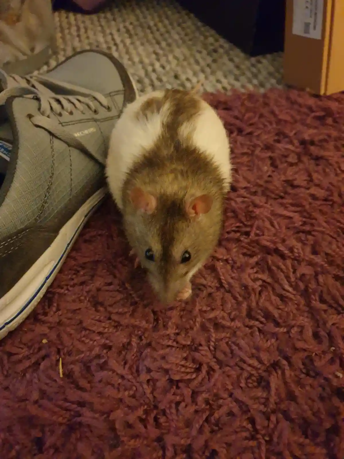 A brown and white rat stands on a shaggy burgundy rug, looking directly at the camera with a curious expression. To its left…