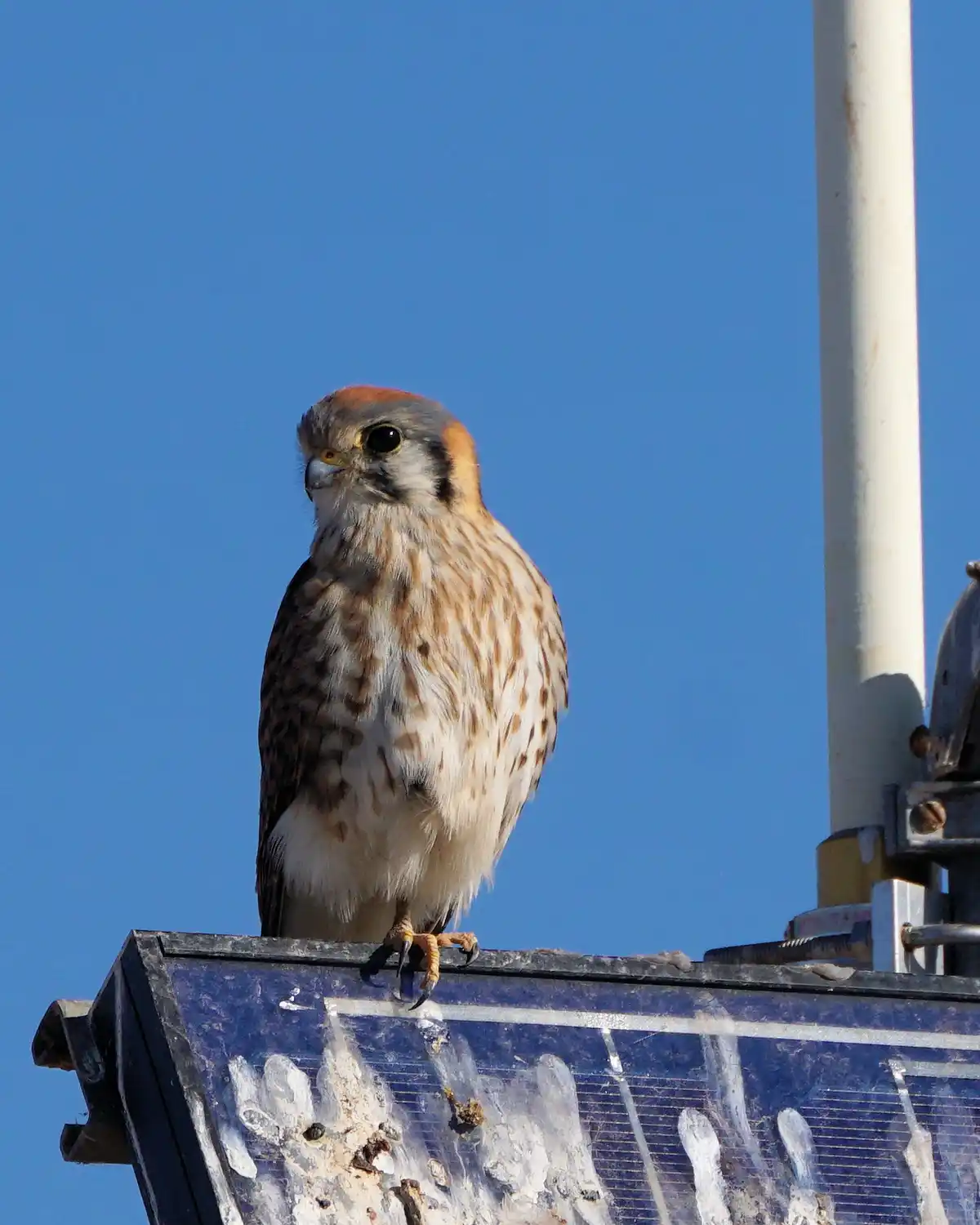 Kestrel Spotted at Glendale Recharge Ponds