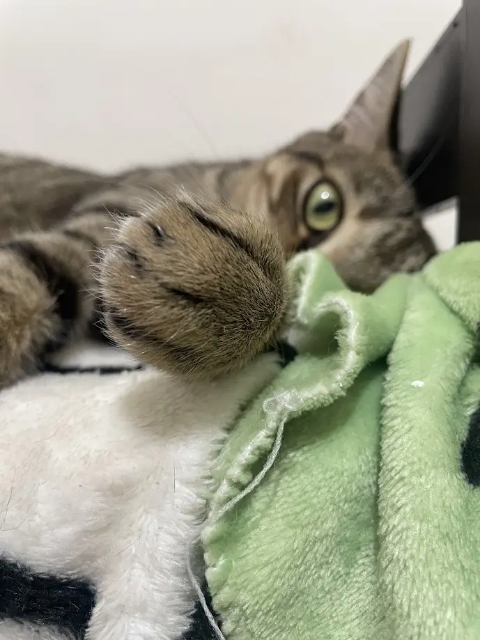 A close-up photo of a tabby cat lying on a green and white plush blanket, with one paw raised and eyes wide open, looking…