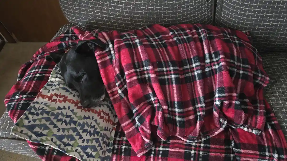 A black dog rests its head on a patterned pillow on a gray couch, mostly covered by a red, black, and white plaid blanket…