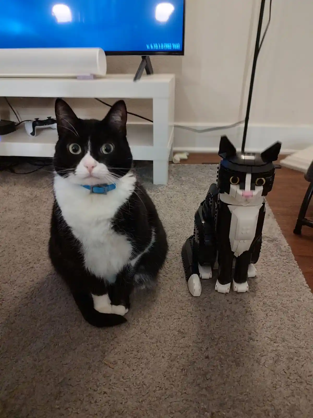 A black and white cat with a blue collar sits on a carpet next to a black and white Lego robot cat. The real cat looks…