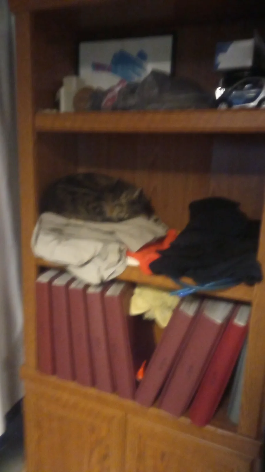 A blurry photo shows a tabby cat curled up asleep on a cluttered wooden bookshelf, nestled among clothes, gloves, and red…