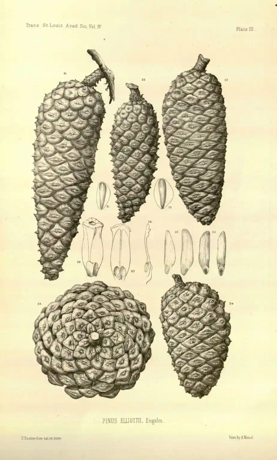 A vintage scientific illustration shows multiple pinecones and their parts, labeled with numbers and titled 'PINUS…
