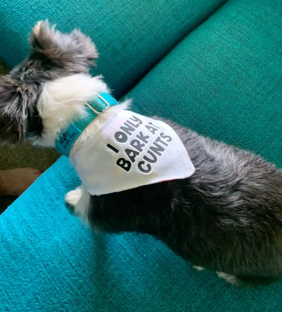 A small, fluffy dog with gray and white fur sits on a teal couch, wearing a white bandana with bold black text that reads 'I…