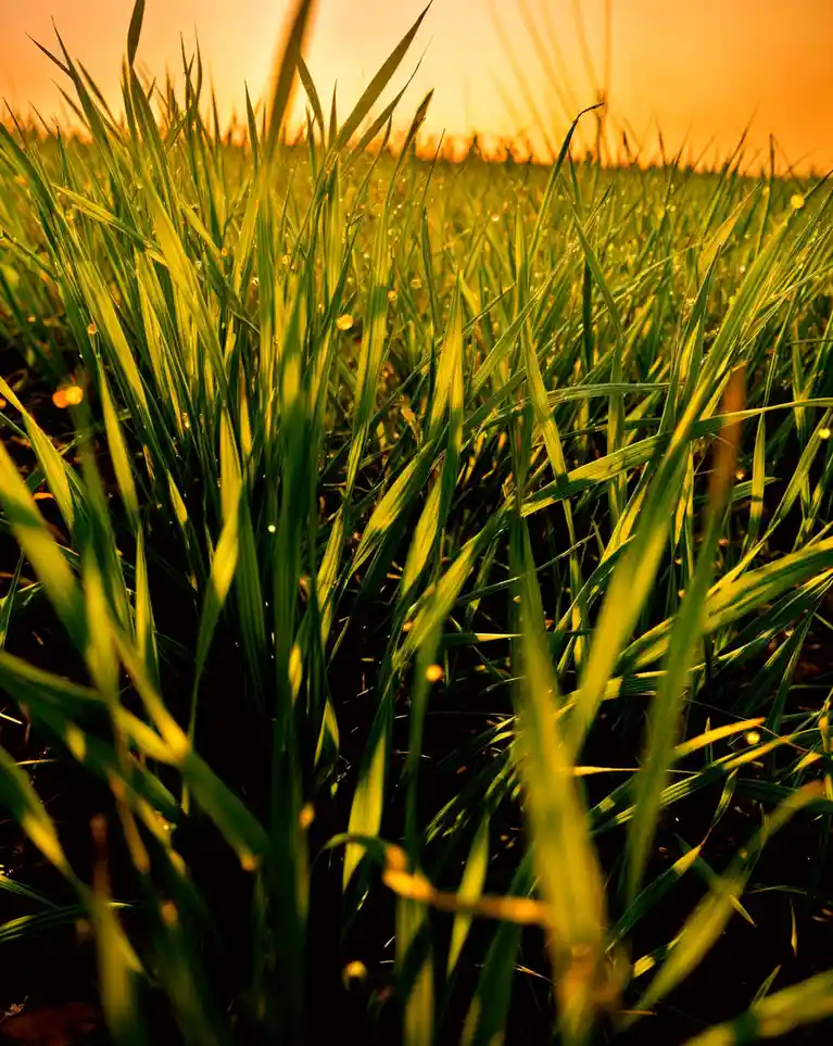 A close-up photo of vibrant green grass blades with dewdrops, bathed in warm golden sunlight from a low angle, creating a…