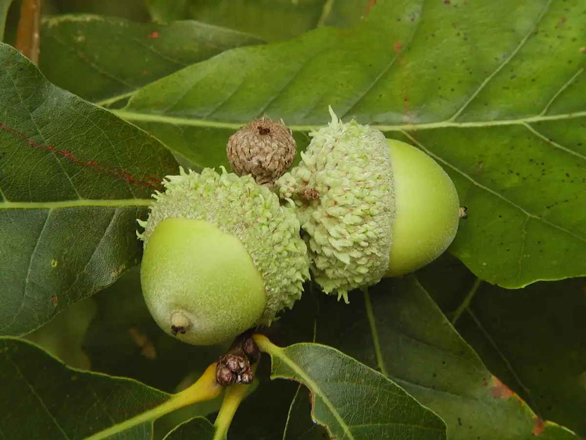 Acorns for the win!
