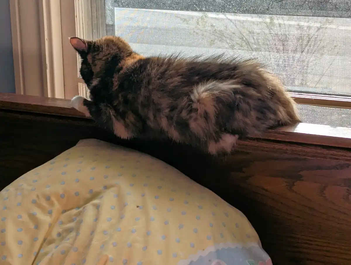 A fluffy calico cat with black, orange, and white fur is lying stretched out on a wooden windowsill, looking out through a…