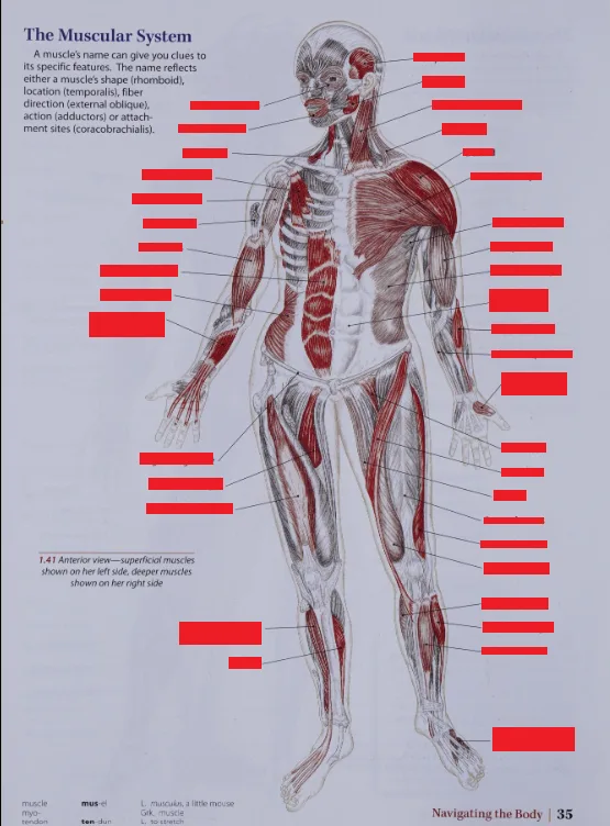An anatomical diagram of the human muscular system with red rectangular bars obscuring all muscle labels and annotations…