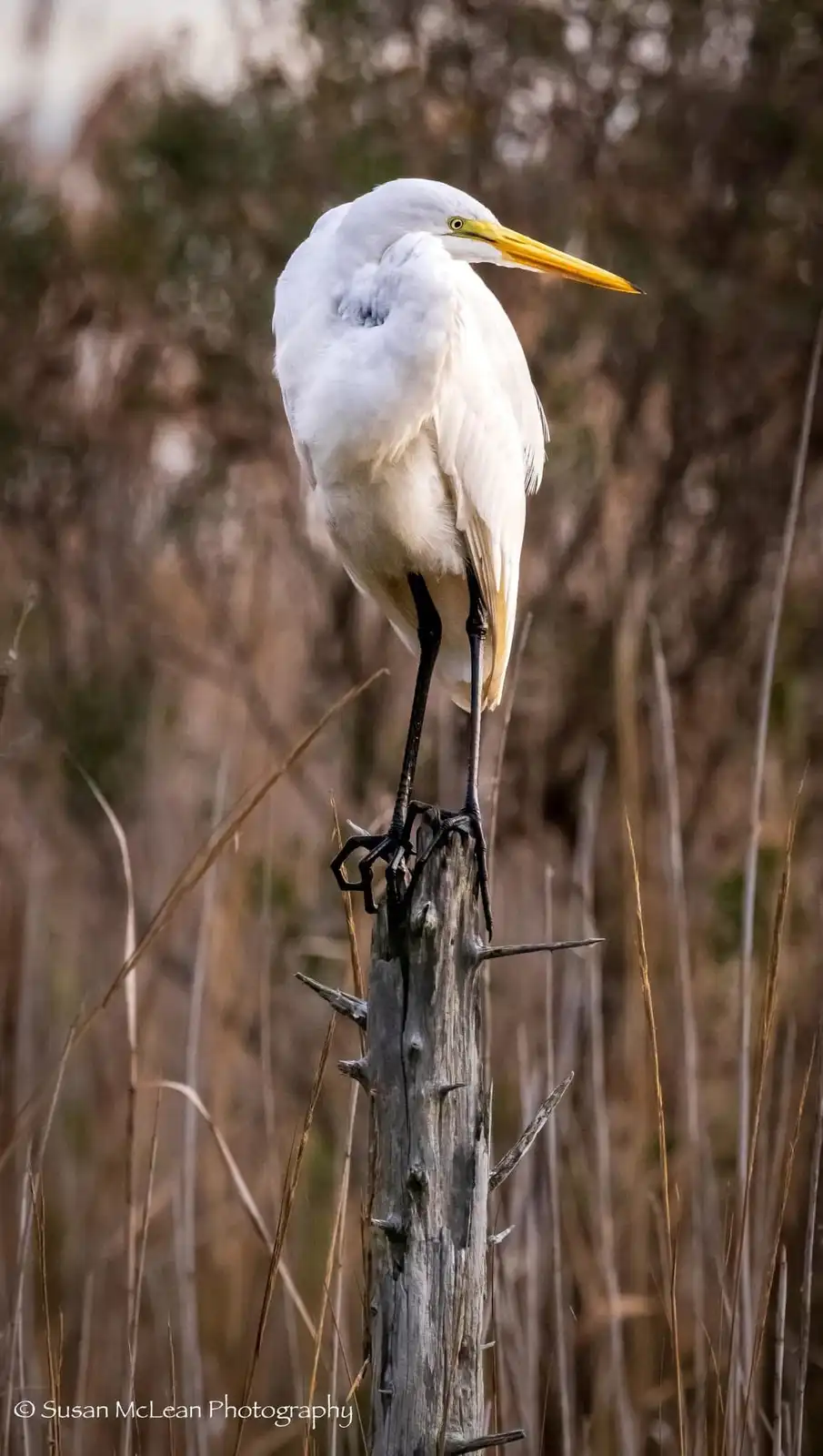 A white egret with a long yellow beak and black legs stands perched on a weathered, spiky wooden post in a field of dry…