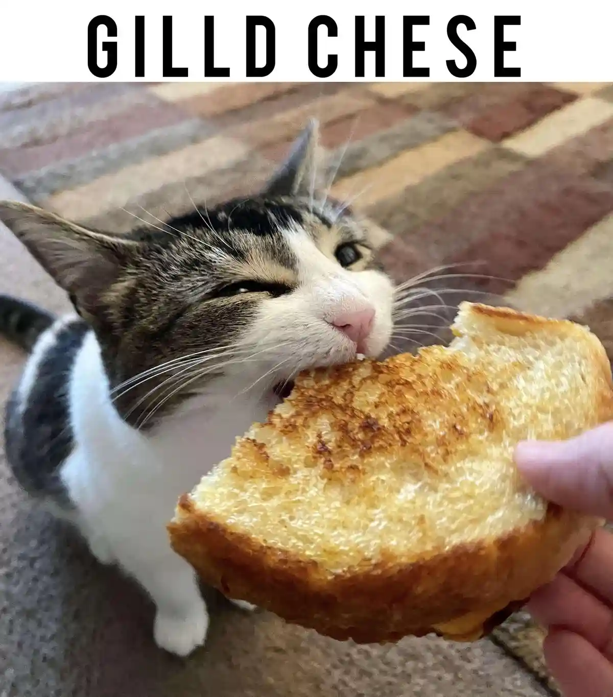 A close-up photo shows a tabby and white cat with one eye squinted in apparent enjoyment as it bites into a piece of…