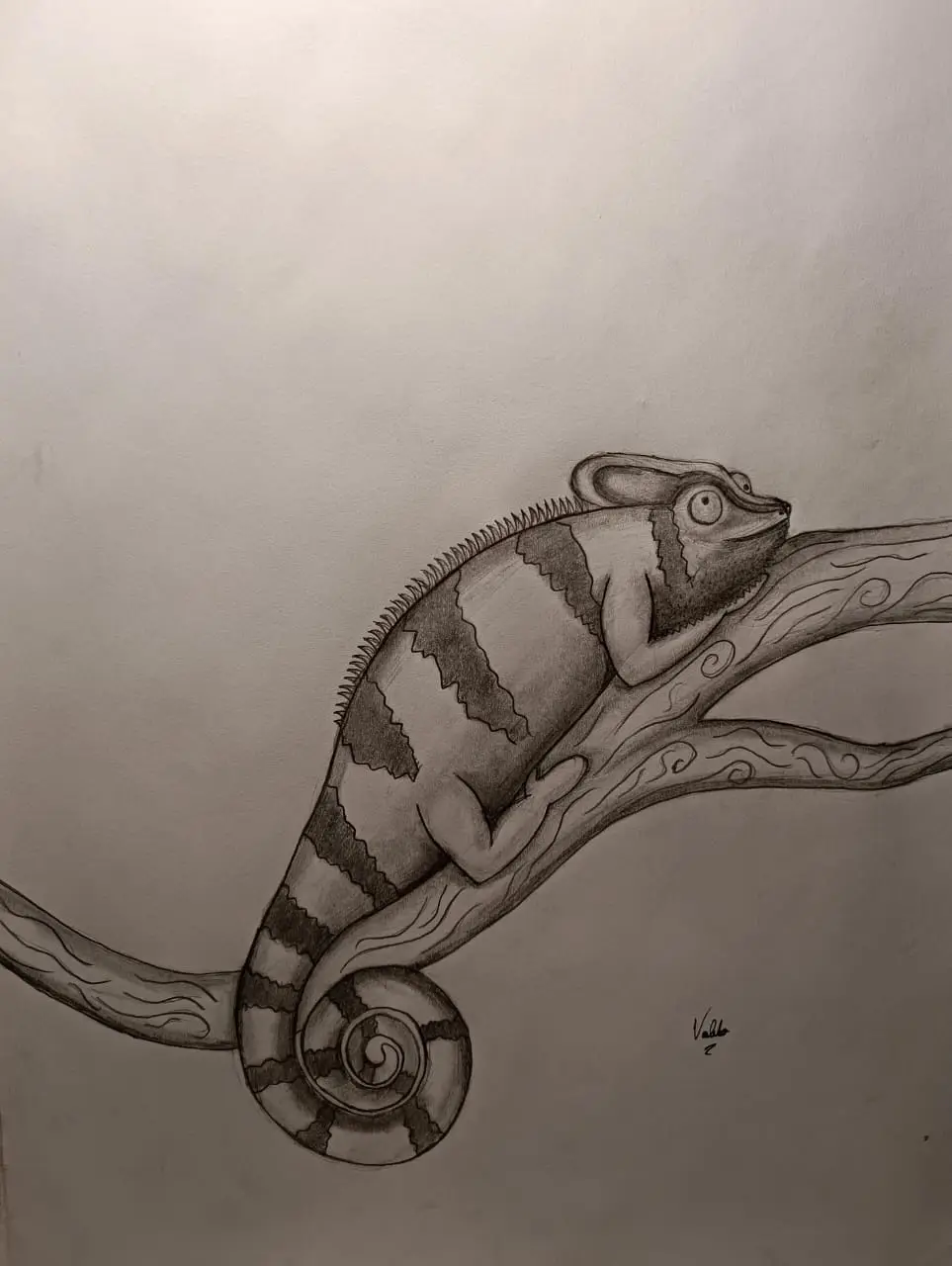 A pencil sketch of a chameleon perched on a tree branch, its tail curled into a spiral shape that visually mimics a spiral…