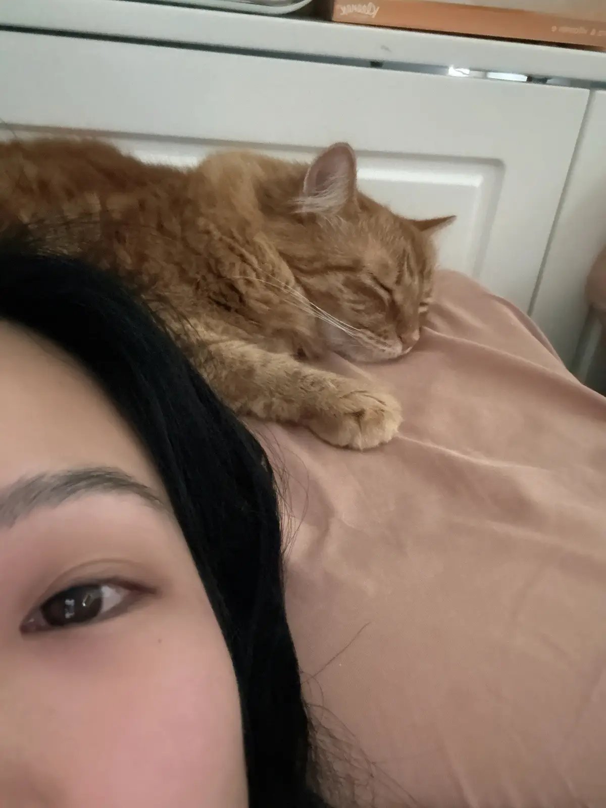 A close-up selfie shows a person's eye and dark hair on the left, while a fluffy orange tabby cat sleeps soundly on a pink…