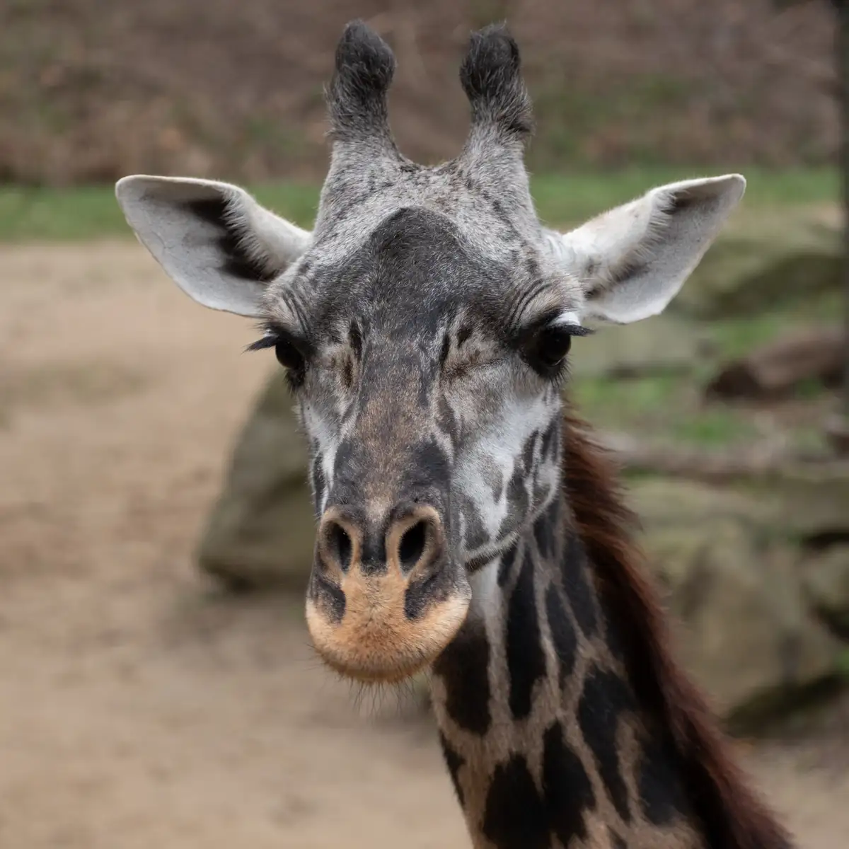 A close-up photo of a giraffe's face looking directly at the camera, with one eye closed and the other open, set against a…
