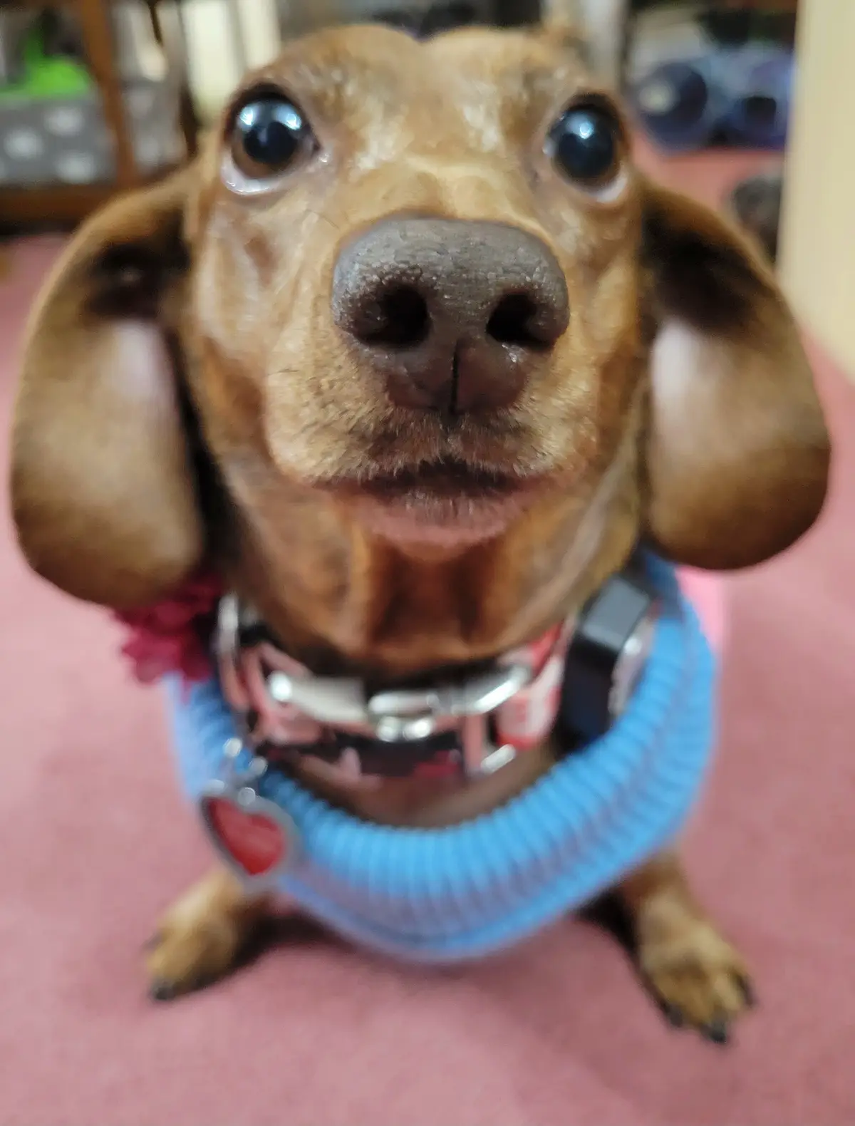 A close-up photo of a brown dachshund with large, expressive eyes looking directly at the camera, wearing a blue knitted…