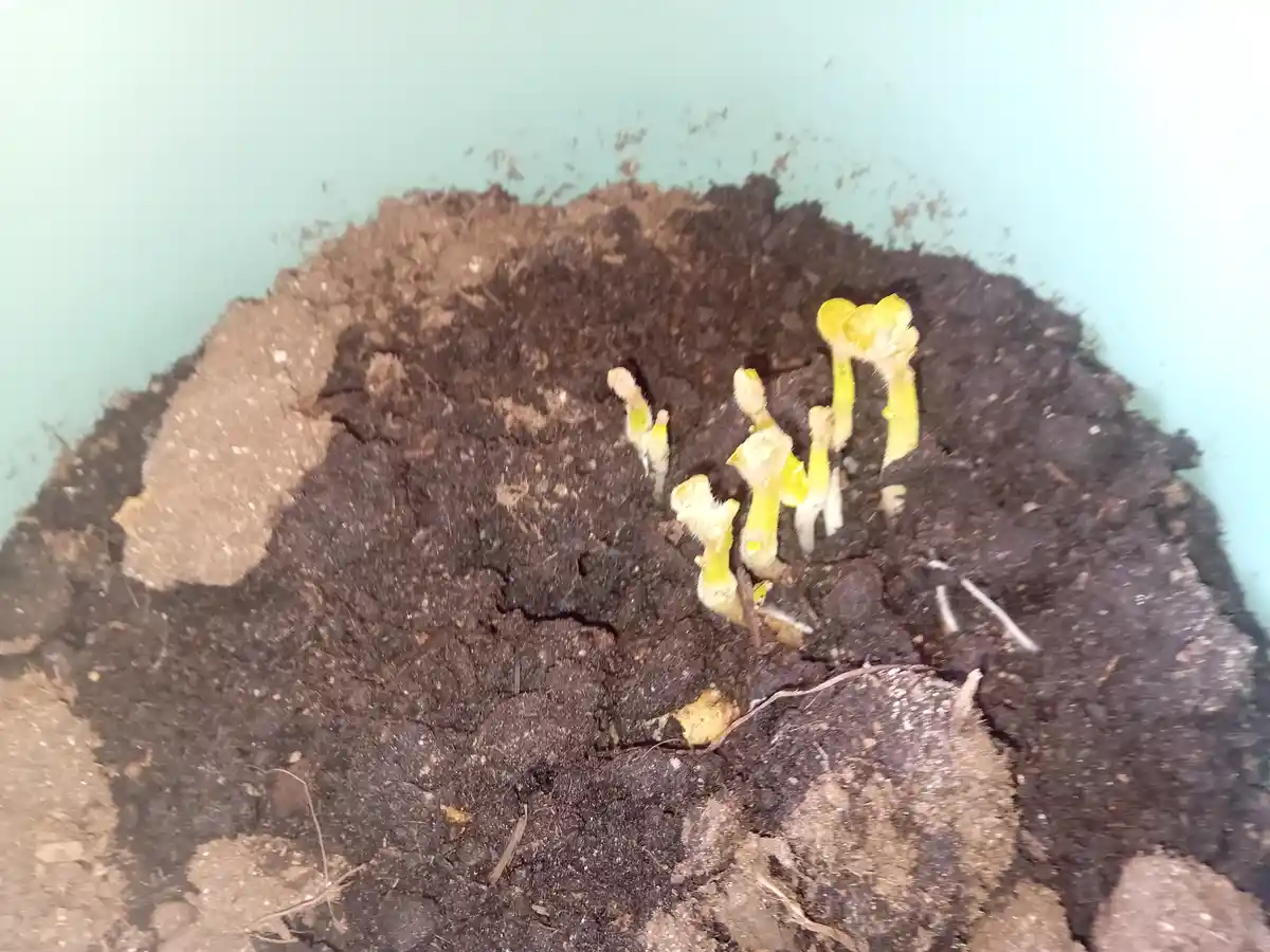 A close-up photo shows several small, yellowish-green plant sprouts emerging from dark soil inside a light blue container…