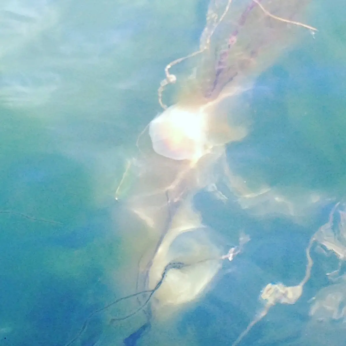 A blurry underwater photo shows translucent jellyfish floating in blue-green water, with sunlight filtering through…