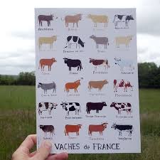 A hand holds a printed chart showing various cow breeds, each labeled with its French name, against a backdrop of a green…