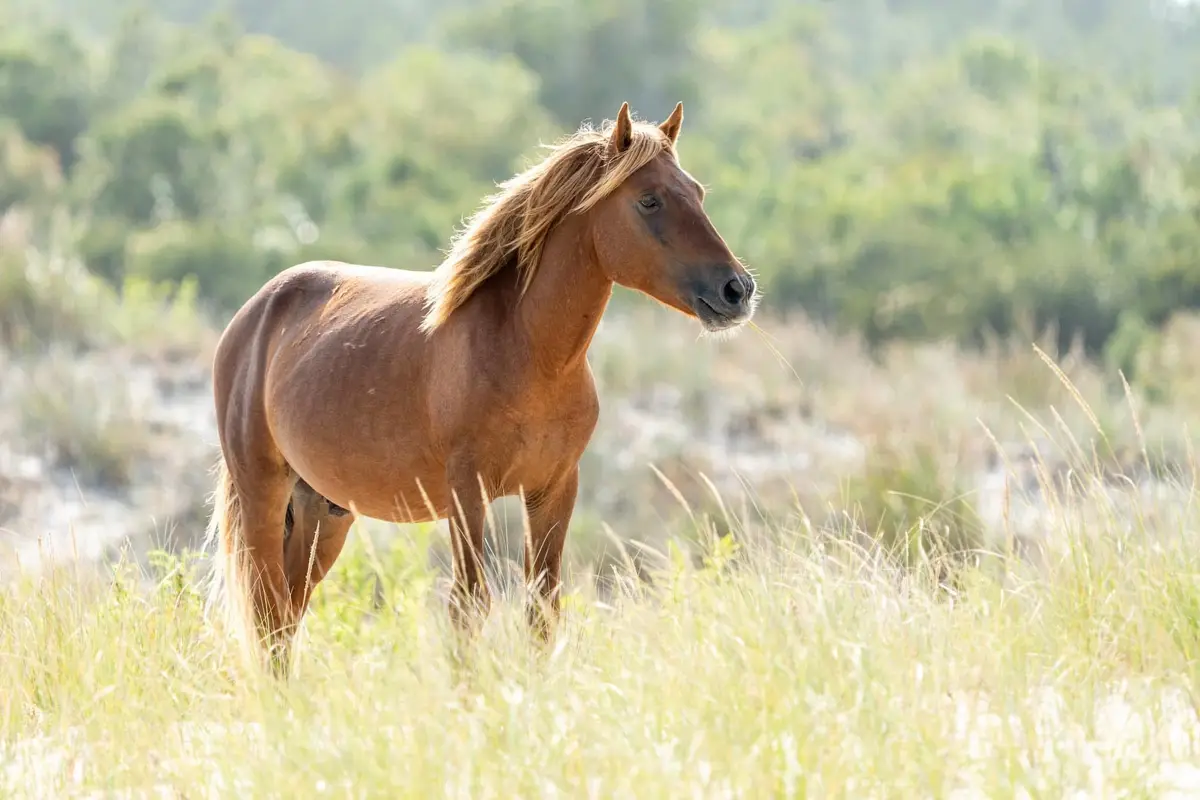 A brown horse stands calmly in tall, sunlit grass with a blurred green forest background, a single blade of grass hanging…