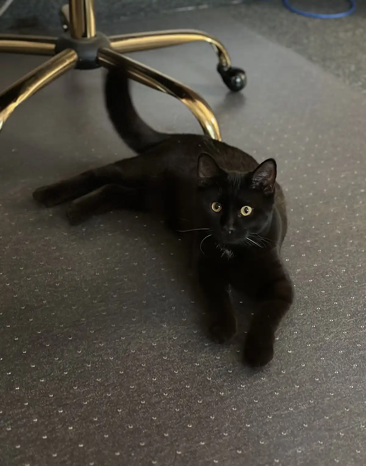 Tommy's Unexpected Visit to My Wife's Office...
