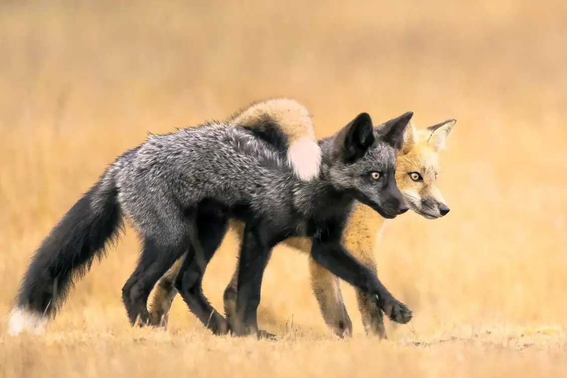 Two foxes are walking side-by-side through a field of dry grass. The fox in front is dark gray with a black muzzle and a…