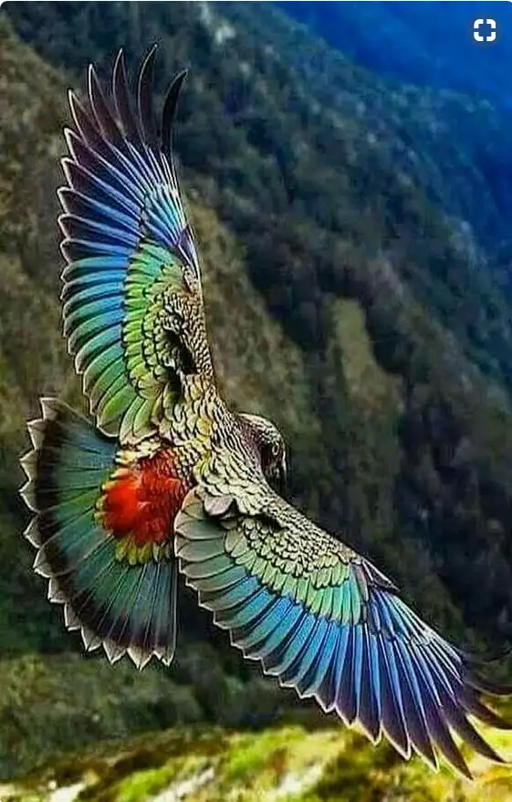 A vibrant, iridescent bird with blue, green, and red feathers is captured mid-flight against a mountainous backdrop. The…
