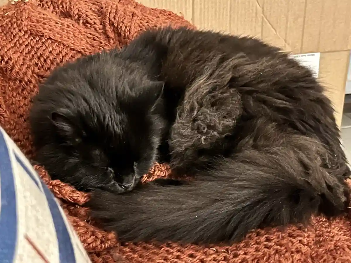 I Lost My Heart Today and It Hurts