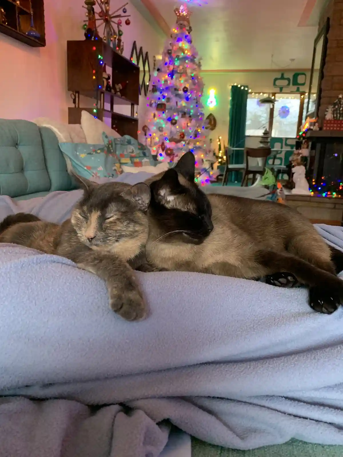 Two cats are sleeping soundly on a light purple blanket, nestled together on a couch. Behind them, a brightly lit, decorated…
