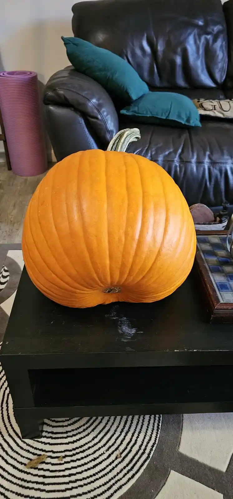 A very large, orange pumpkin with prominent vertical ridges sits prominently on a black coffee table in a living room…
