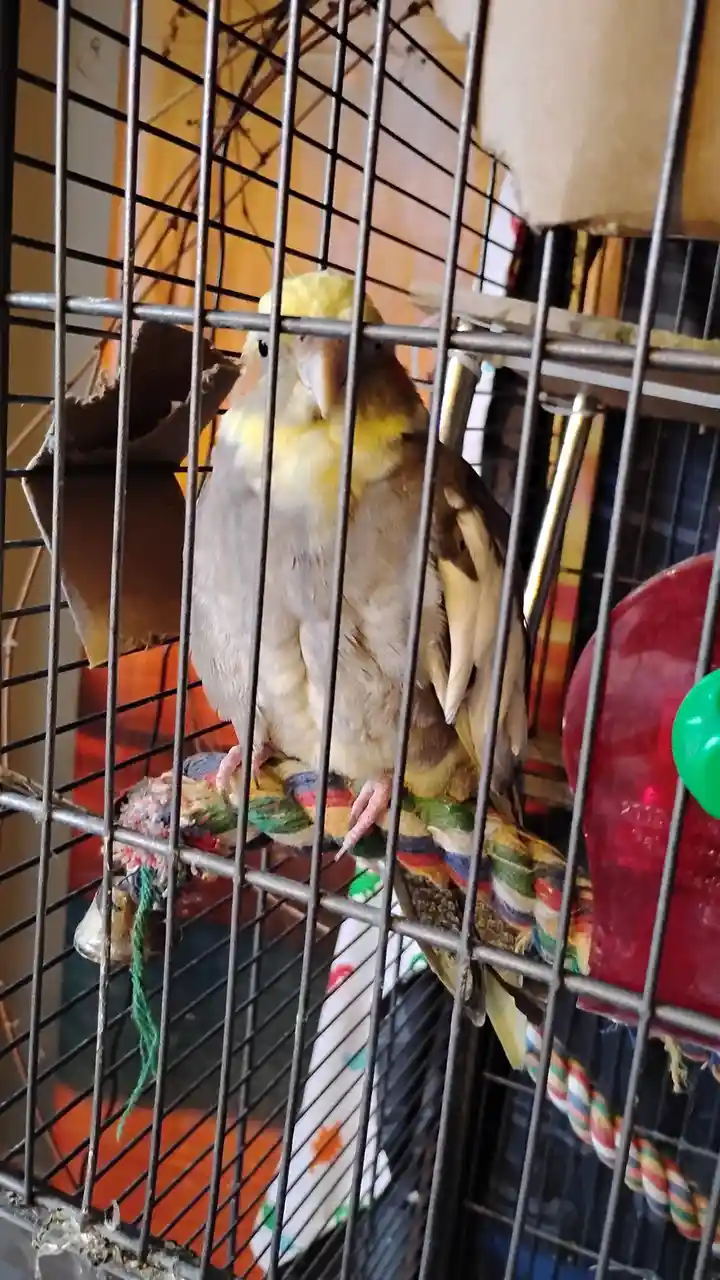 A yellow-headed cockatiel perches inside a metal cage, looking directly at the camera with a slightly unimpressed or tired…