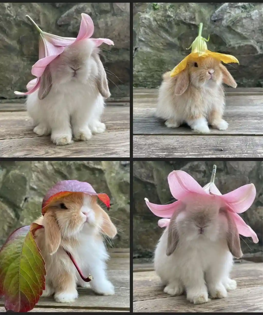 A four-panel image shows four different rabbits, each wearing a flower or leaf as a hat. Top left: a white rabbit with a…