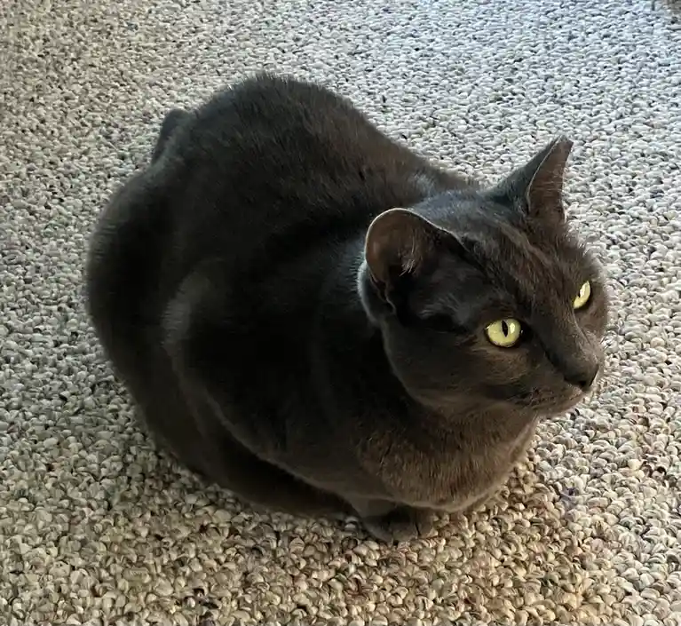 A dark gray cat with bright yellow eyes is sitting on a textured beige carpet, looking off to the side with a calm, slightly…