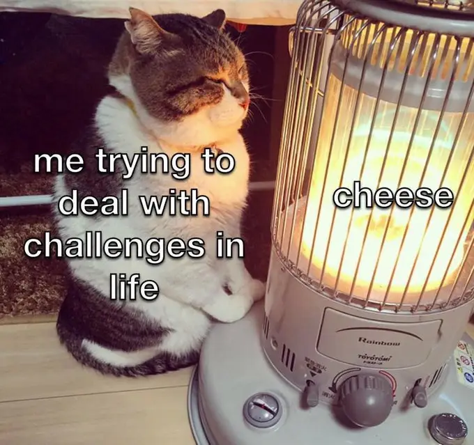 A tabby and white cat sits beside a glowing space heater, looking serene and content. Text overlaid on the image reads 'me…