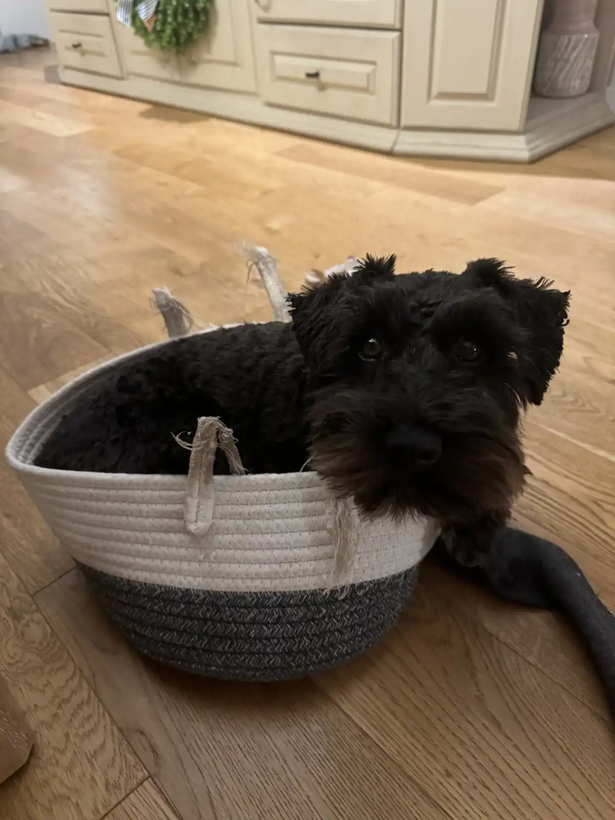 A small black dog with shaggy fur is lying inside a woven basket that has a white top and gray bottom, resting on a wooden…