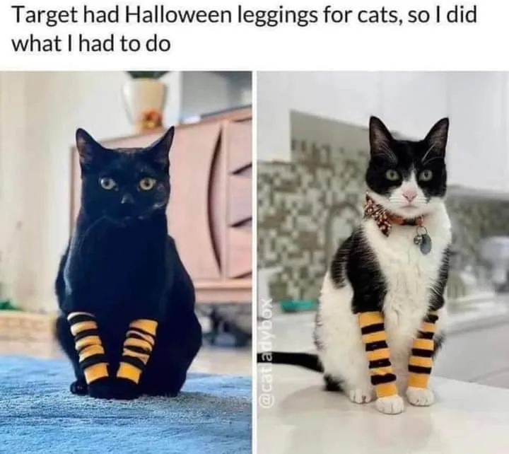 The image shows two side-by-side photos of cats wearing Halloween-themed striped leggings. The left photo features a black…