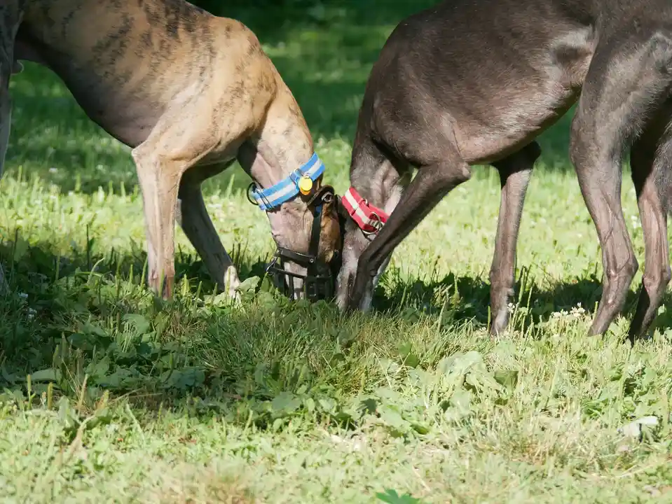 Two greyhounds, one with a blue collar and the other with a red collar, are both sniffing the grass in a sunny field. Their…