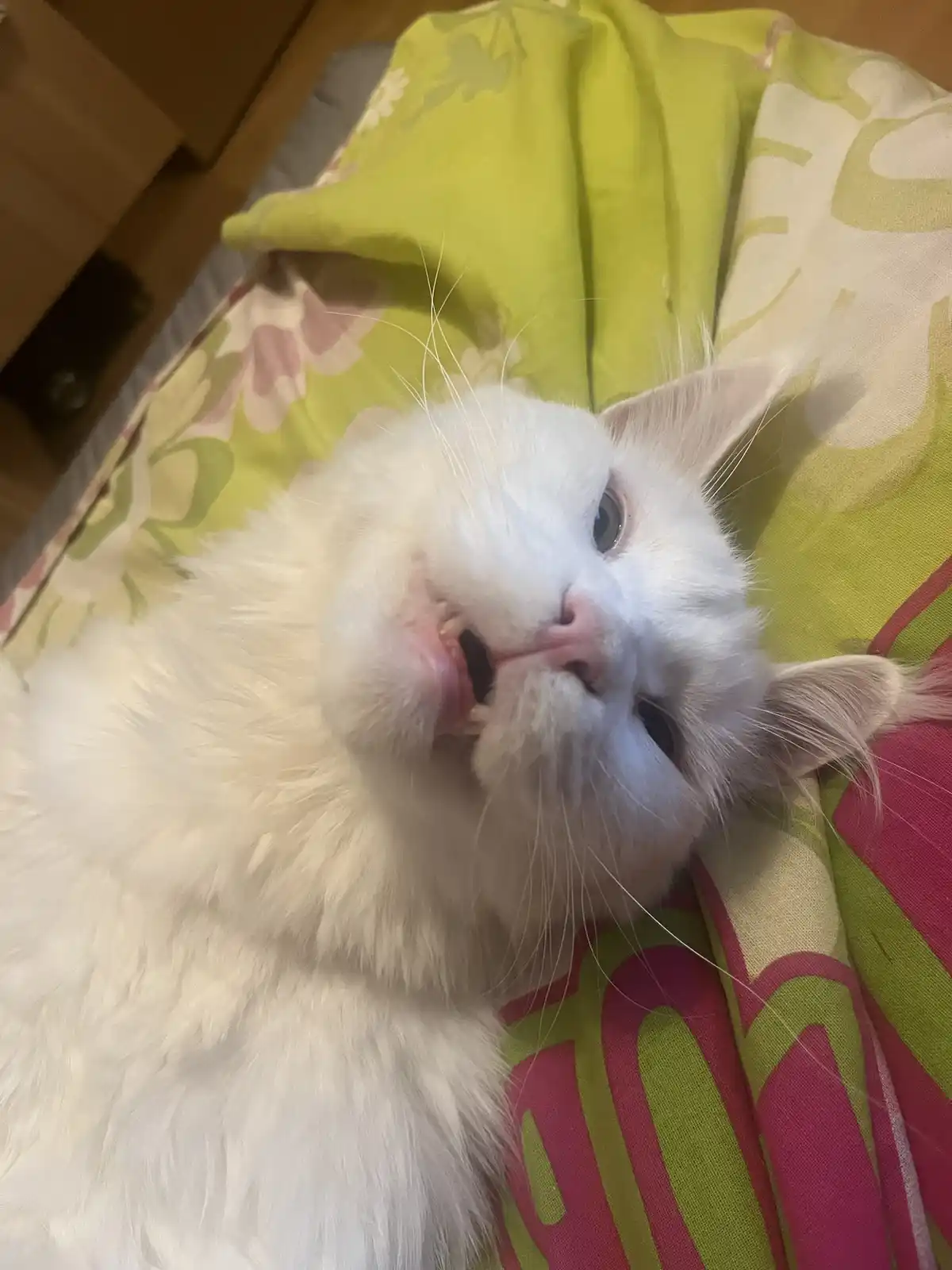 A fluffy white cat lies on a colorful floral-patterned blanket, looking up with its mouth slightly open, revealing its teeth…