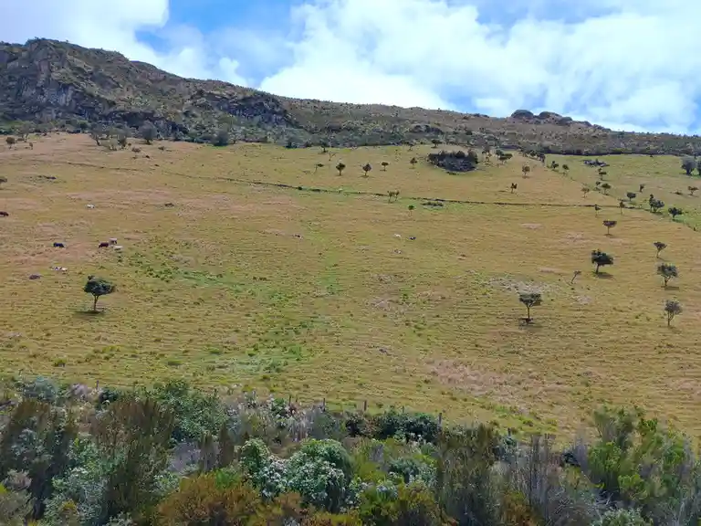 Exploring the enchanting beauty of Páramo landscapes
