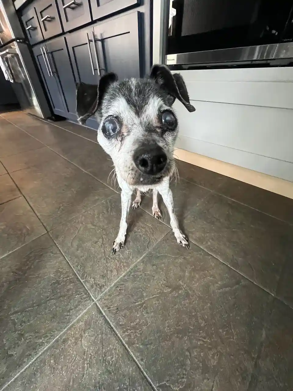 A small, scruffy dog with large, watery eyes stands on a tiled kitchen floor, looking up at the camera with an expression of…