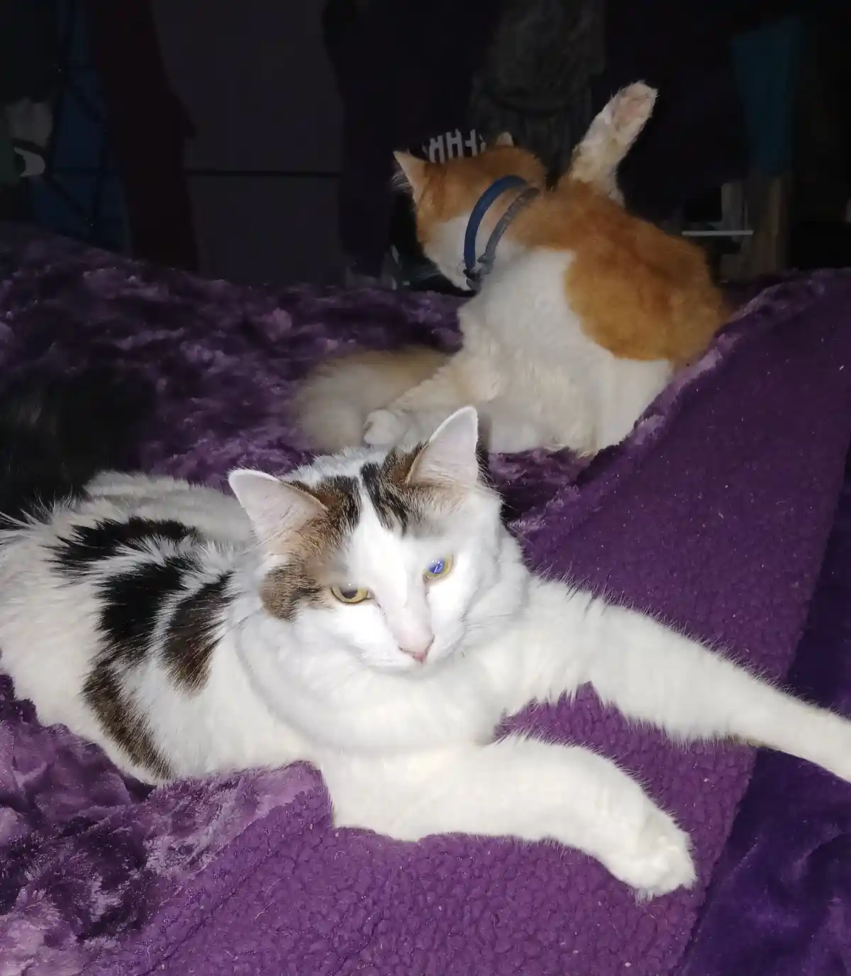 Two cats rest on a plush purple blanket; the foreground cat, white with black and brown patches and one blue eye, stares…