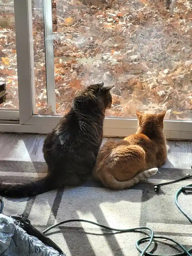 Two cats, one dark tabby and one ginger, sit side-by-side on a patterned rug indoors, gazing out a window at a thick layer…