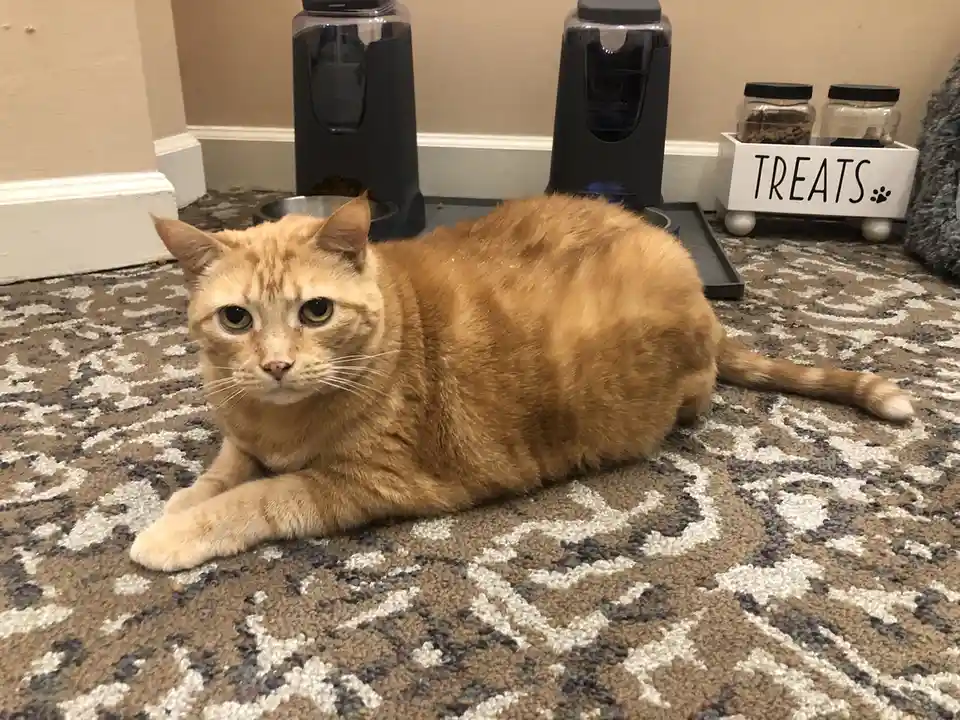 An orange tabby cat lies on a patterned carpet, looking directly at the camera with a bored expression. Behind it are two…