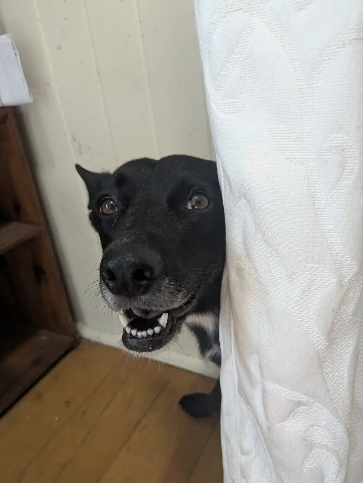 A black dog with brown eyes peeks out from behind a white textured curtain, its mouth slightly open showing teeth in a…