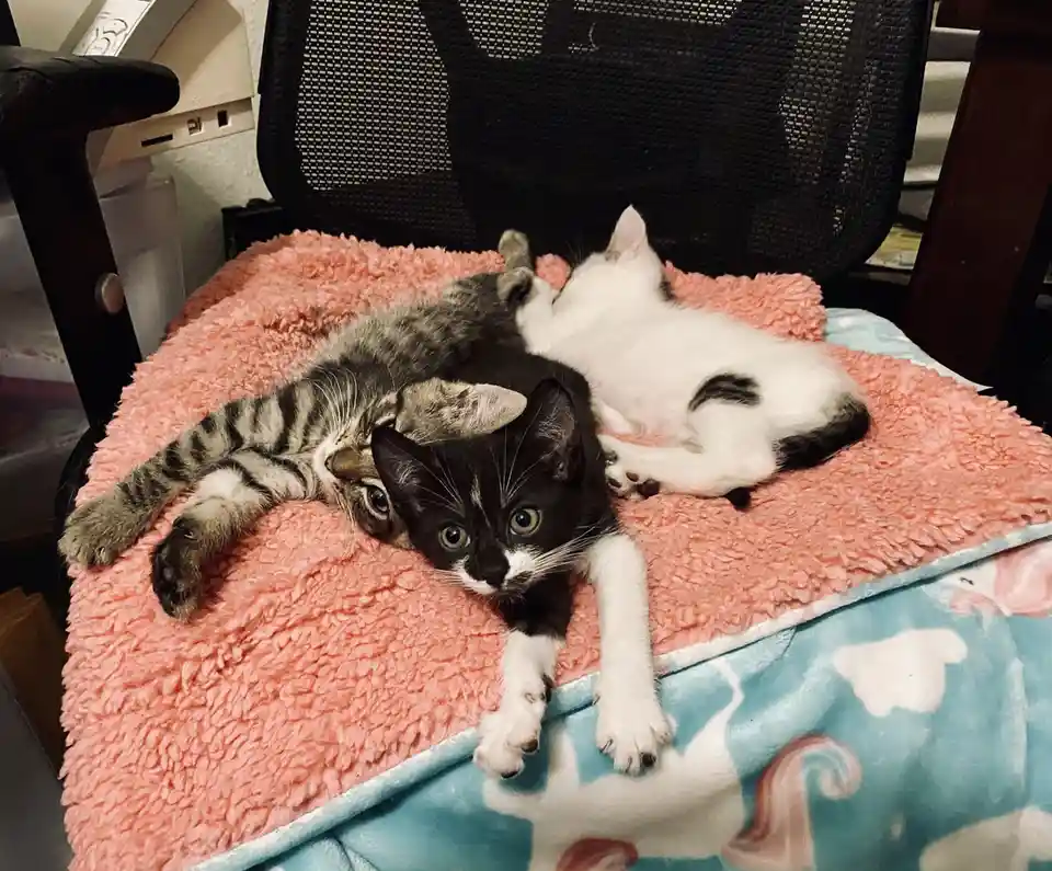 Three kittens are lounging together on a pink fluffy blanket atop a black office chair, with one black-and-white kitten…
