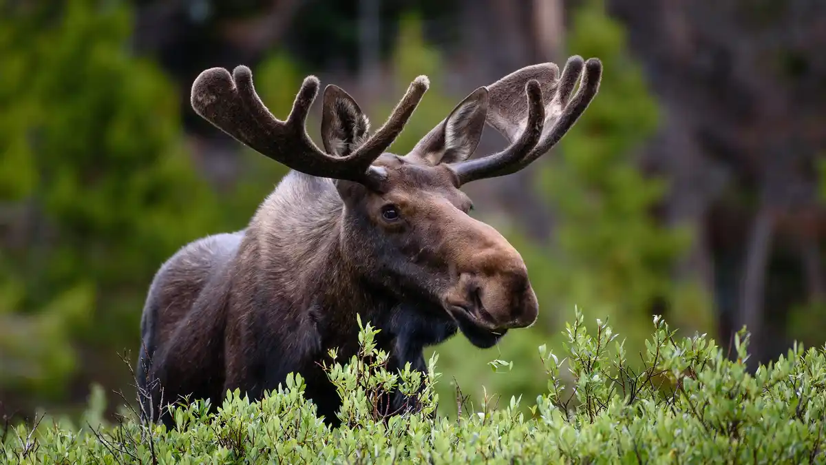 In Colorado's spring awakening, a massive bull moose roams the backwoods. As one of the largest land mammals, it weighs up…